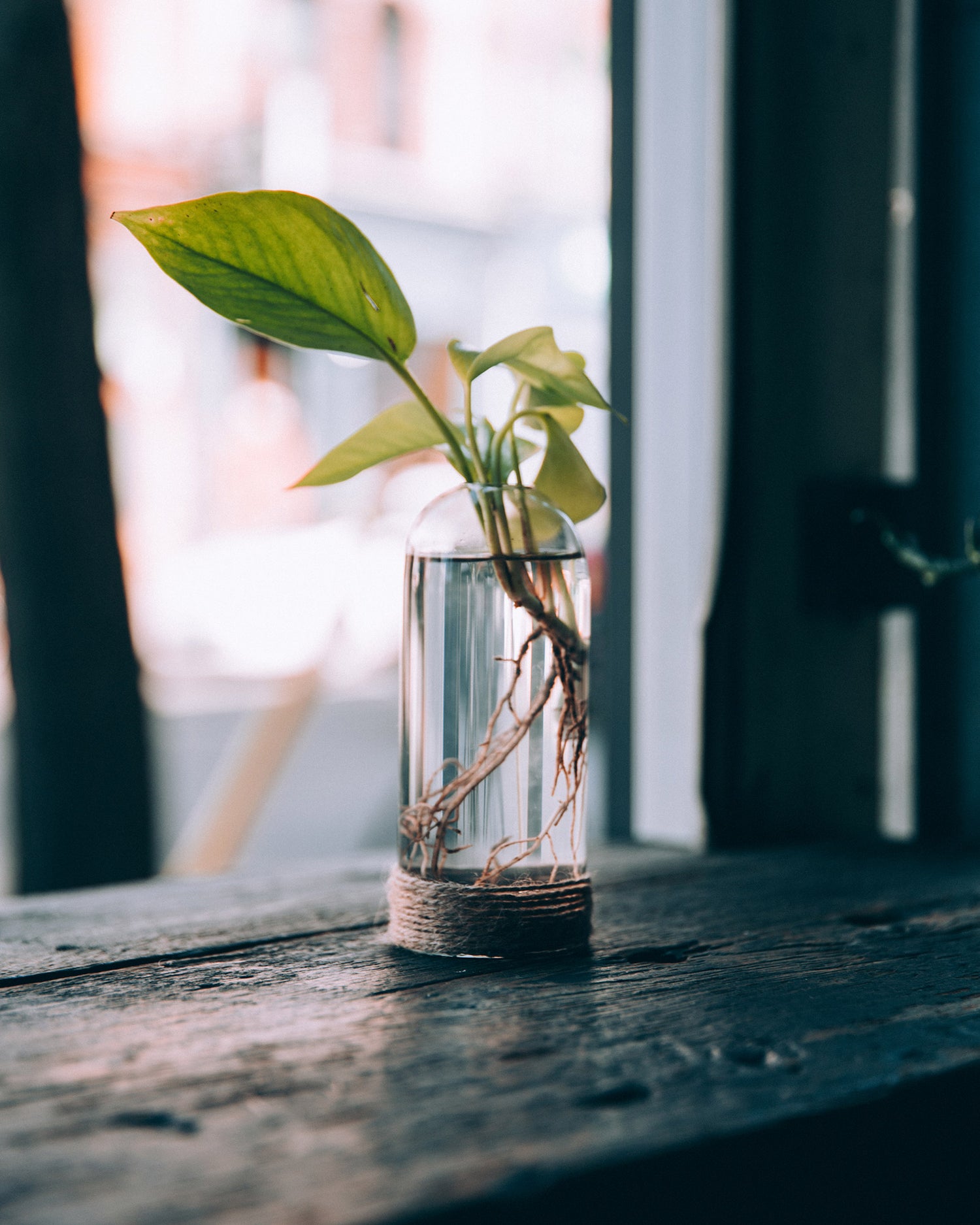 A plant growing, ready for the next phase of life