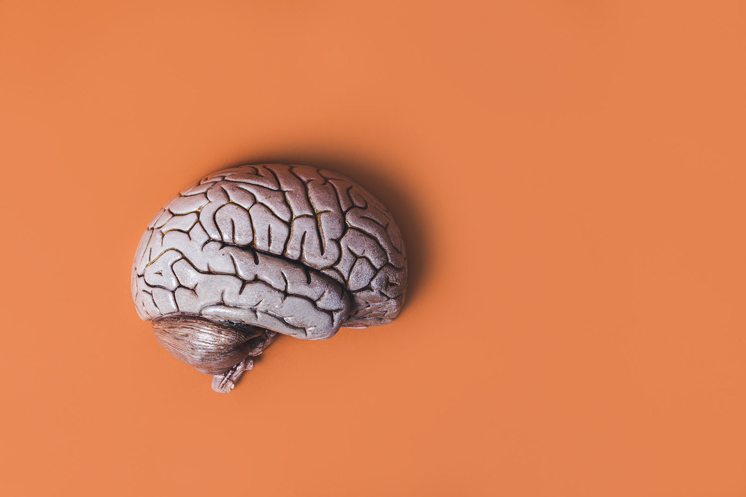 model of a brain on an orange backgroun